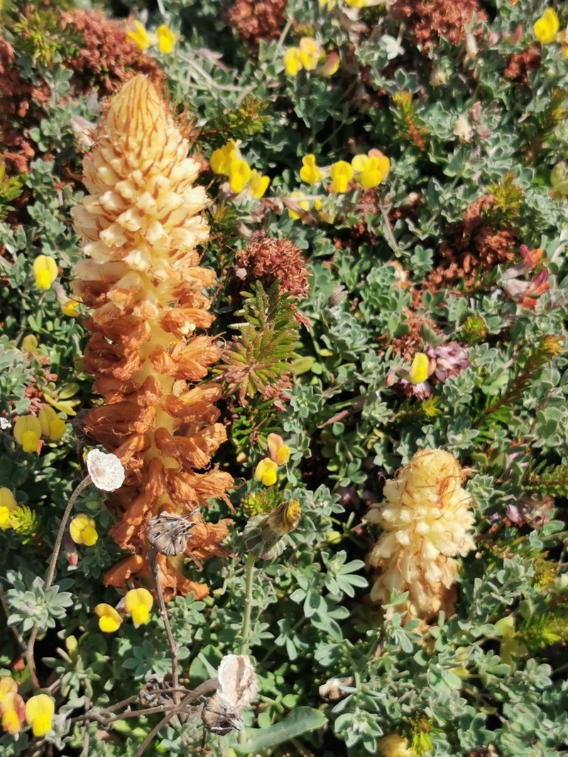 Orobanche sanguinea photo 2