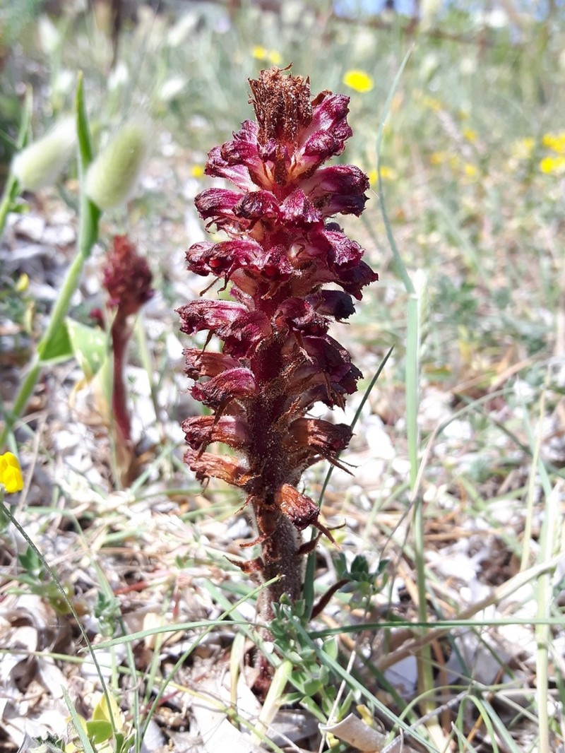 Orobanche sanguinea photo 3