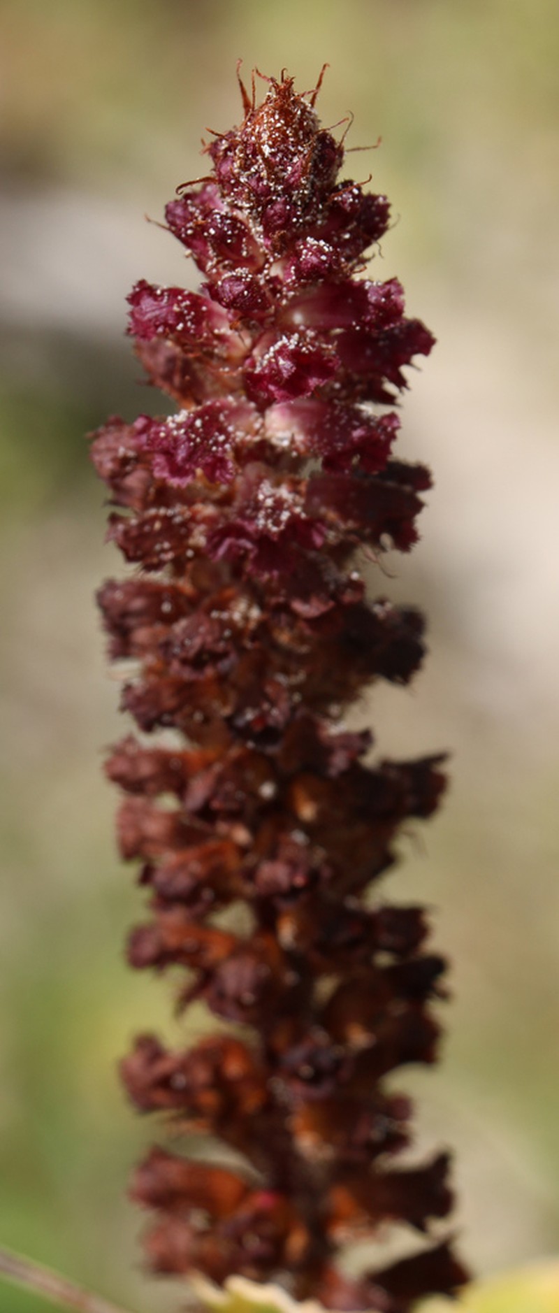Orobanche sanguinea photo 4