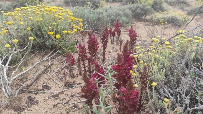 Orobanche sanguinea photo 5