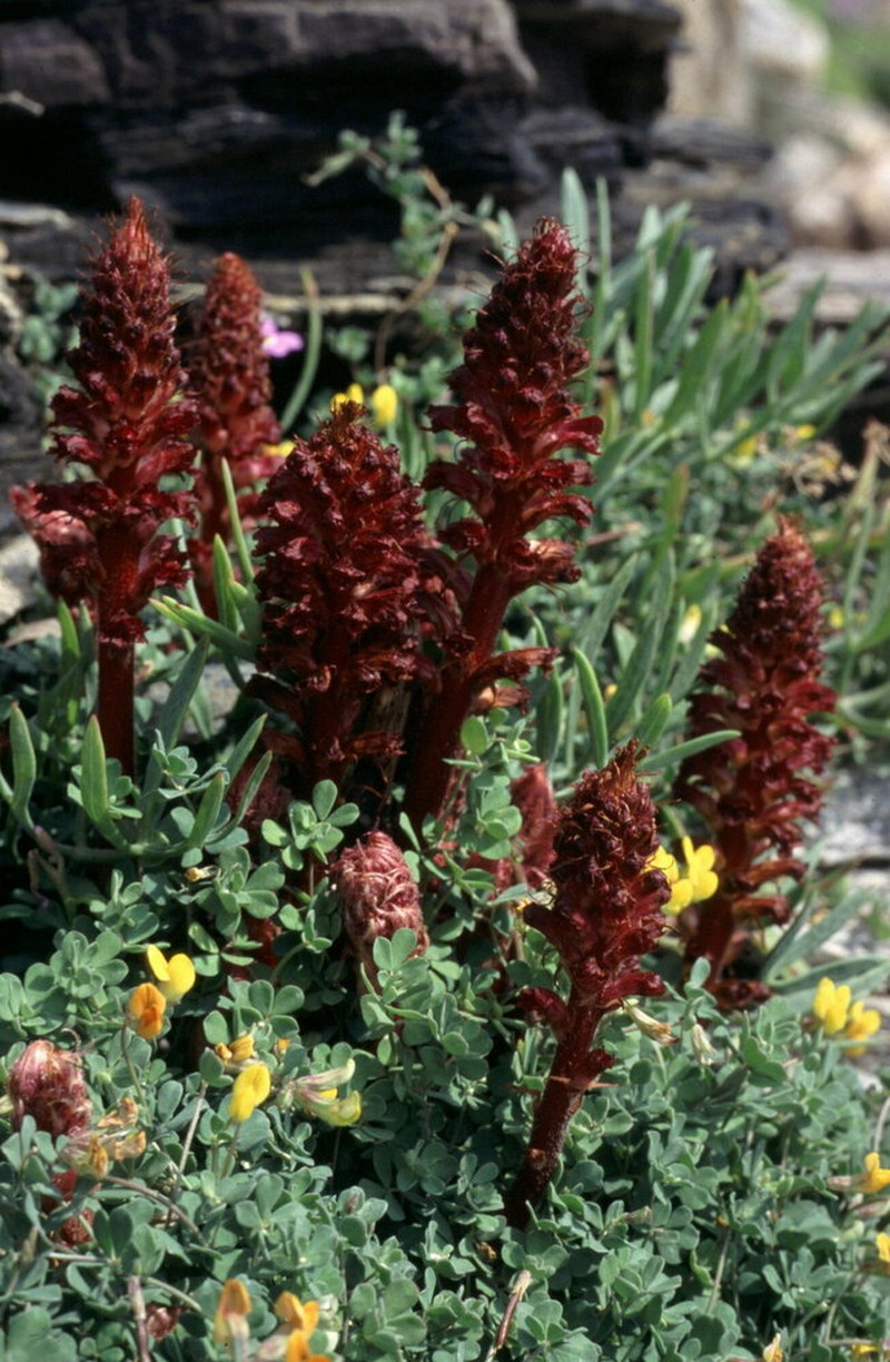 Orobanche sanguinea photo 6