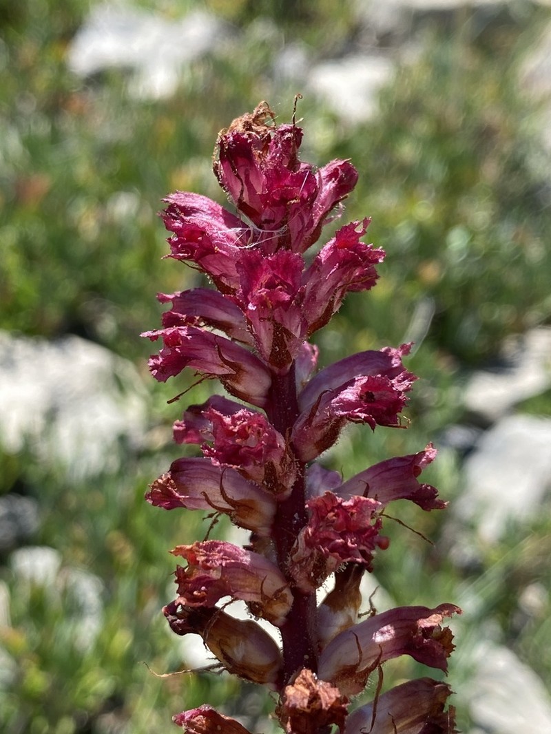 Orobanche sanguinea photo 7