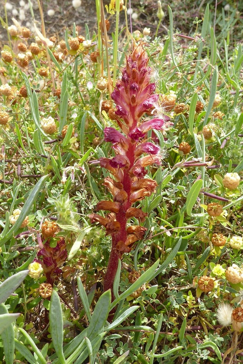 Orobanche sanguinea photo 8