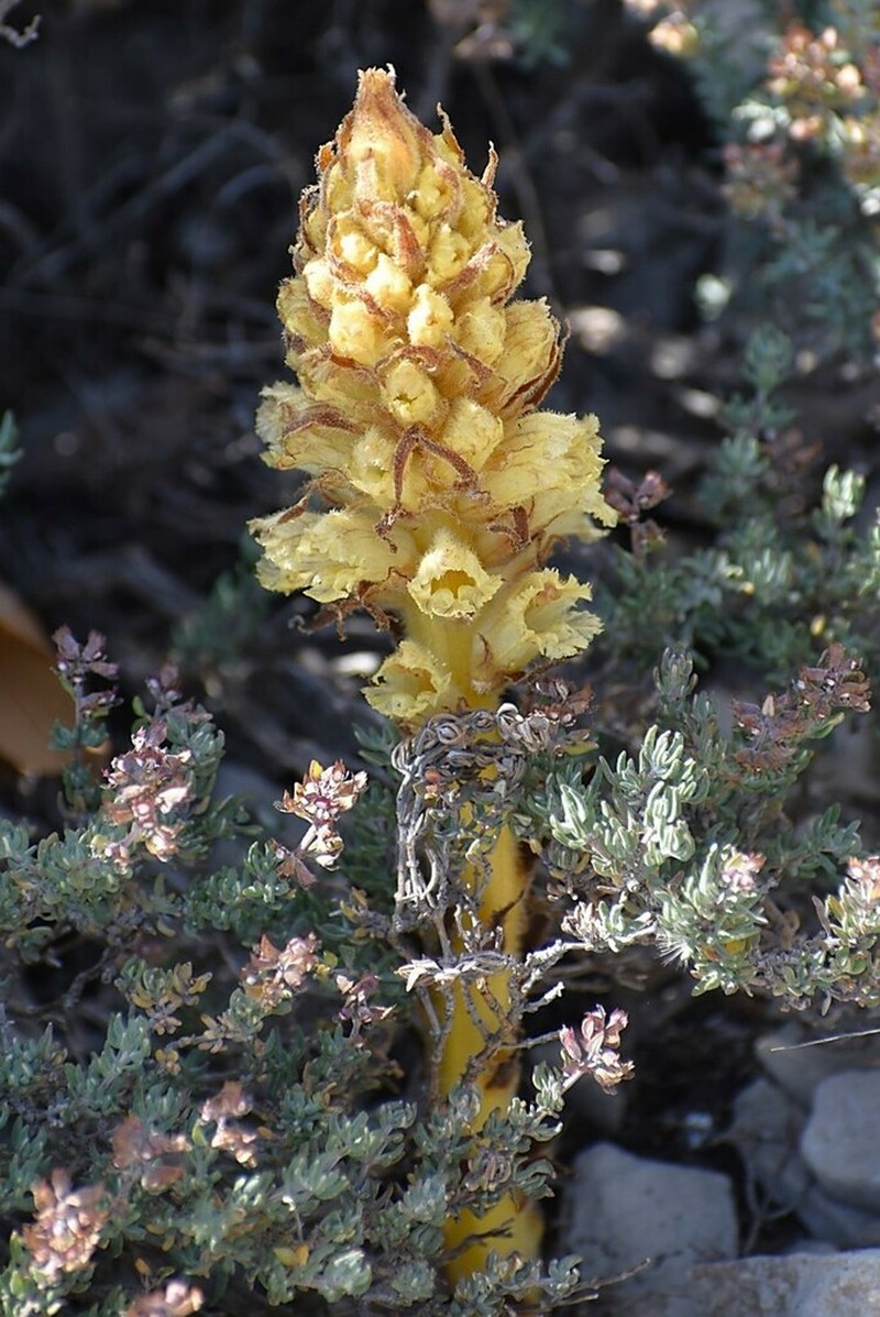 Orobanche santolinae