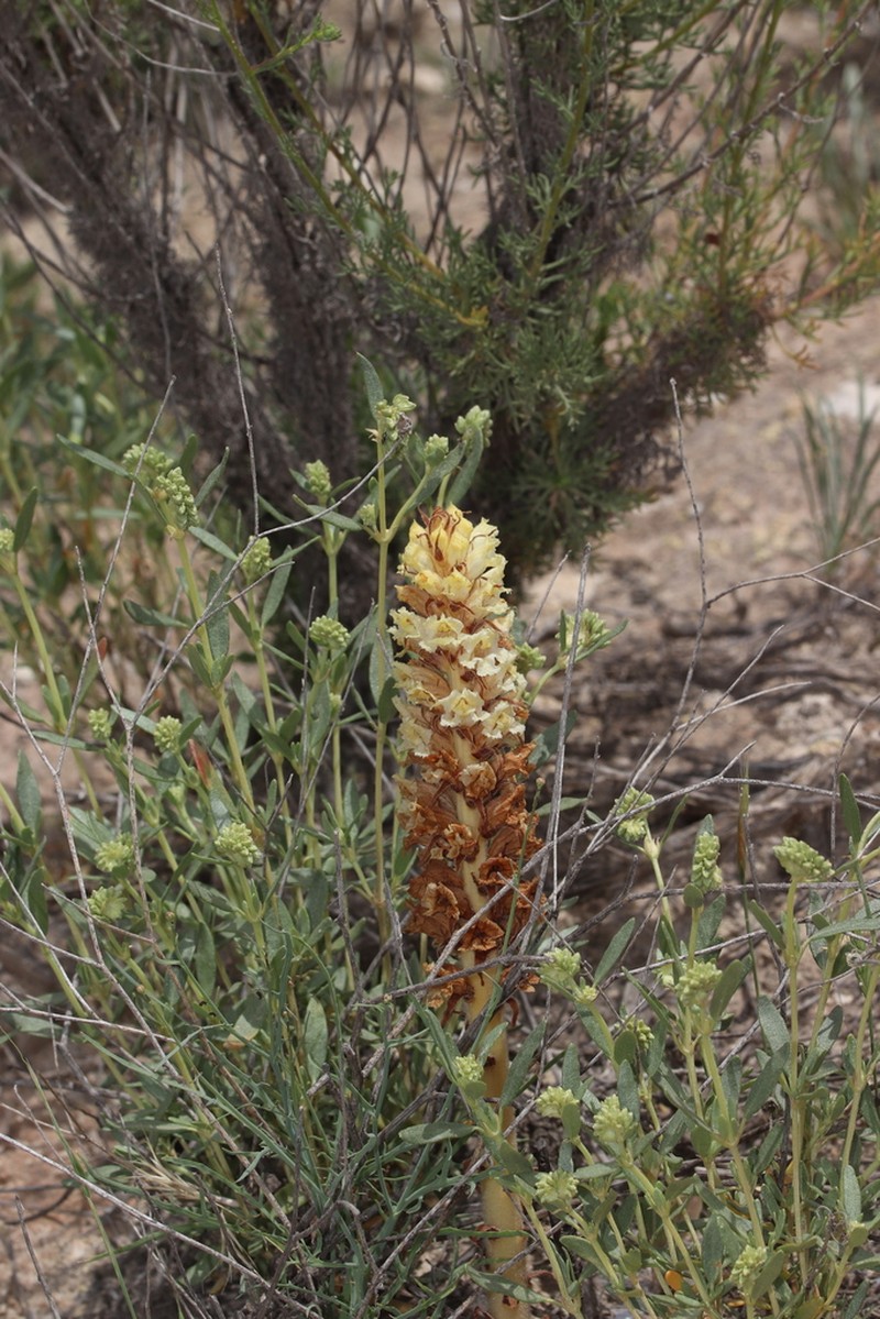 Orobanche santolinae photo 2