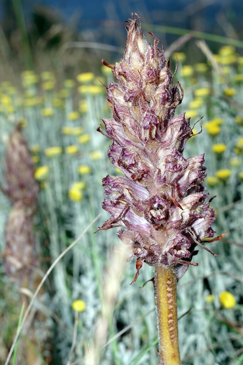 Orobanche santolinae photo 3