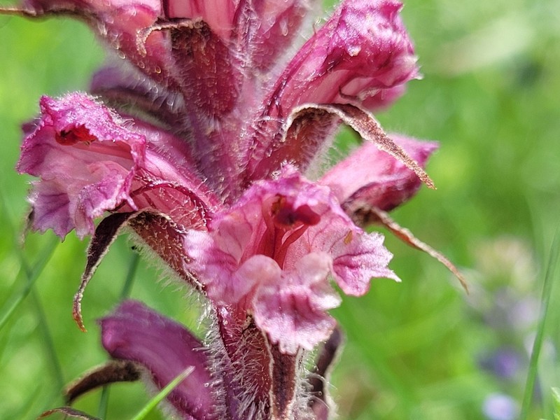 Orobanche santolinae photo 4