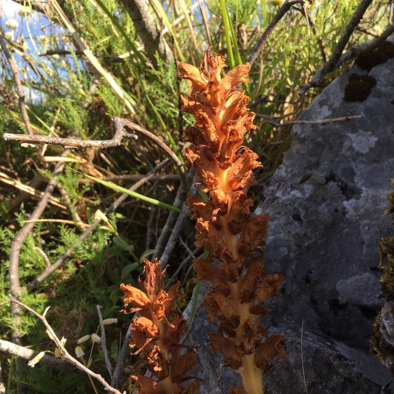 Orobanche santolinae photo 5