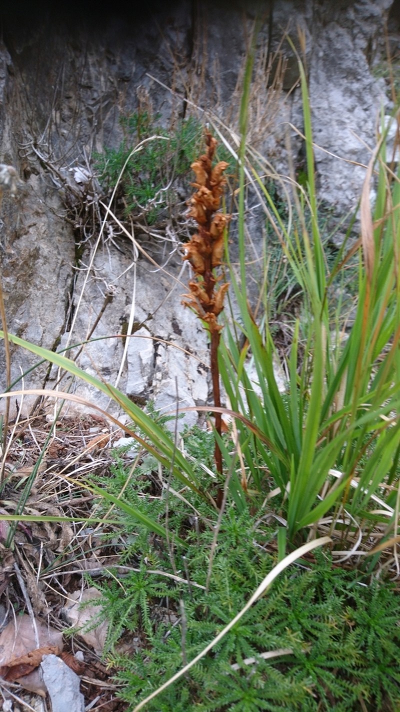 Orobanche santolinae photo 6