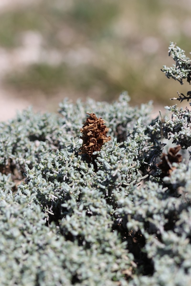 Orobanche santolinae photo 7