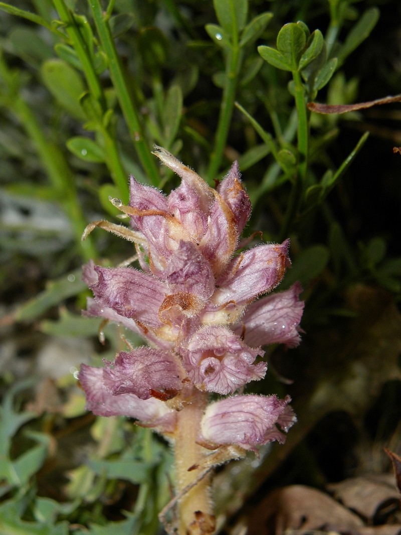 Orobanche santolinae photo 8