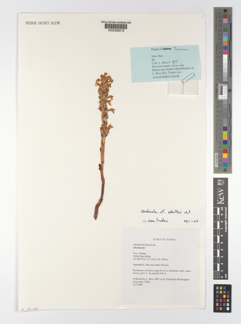 Orobanche schultzii photo 2