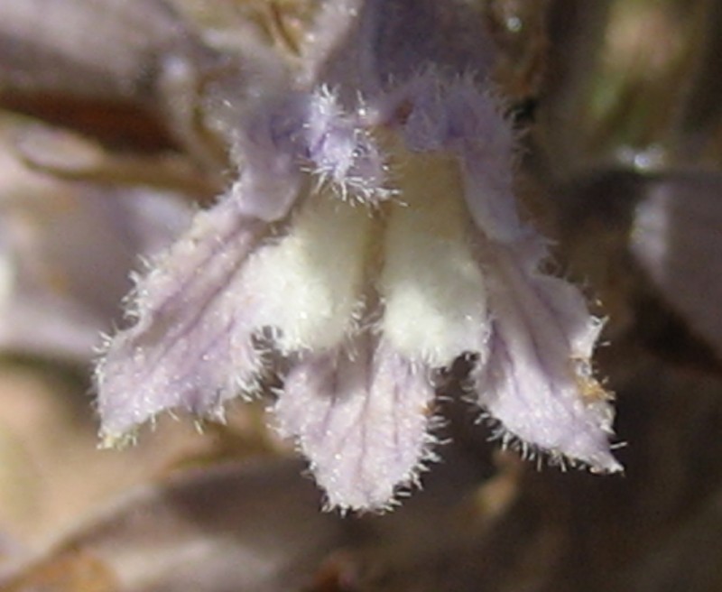 Orobanche schultzii