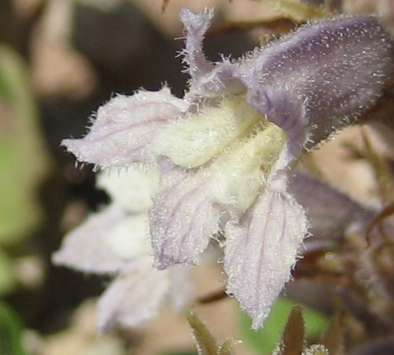 Orobanche schultzii photo 3