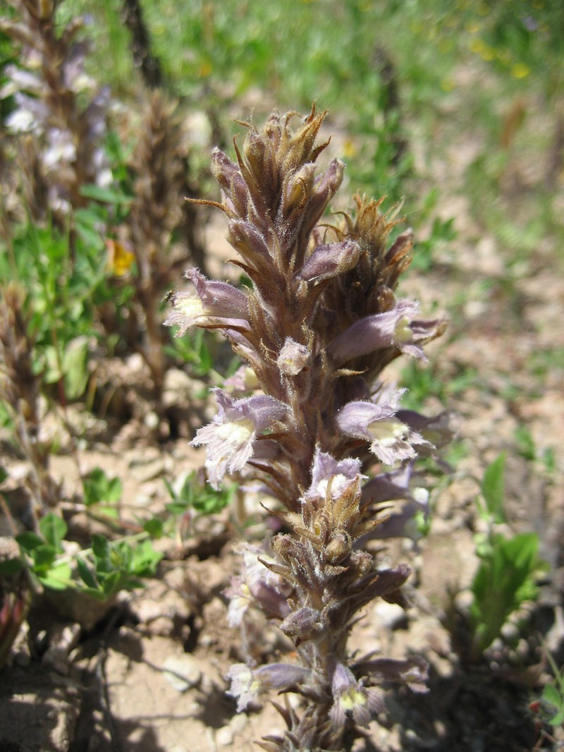 Orobanche schultzii photo 4