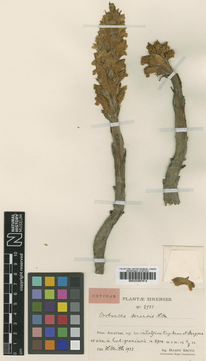 Orobanche sinensis