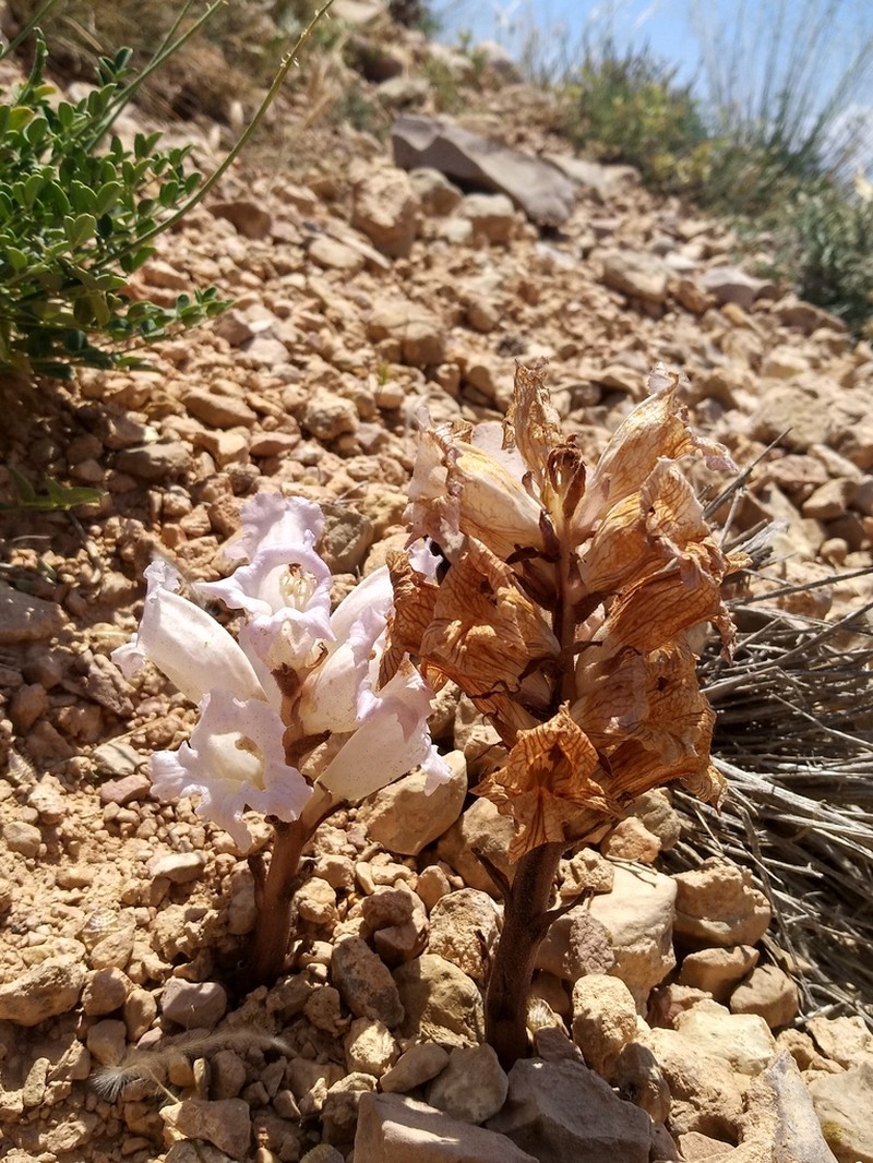 Orobanche sintenisii