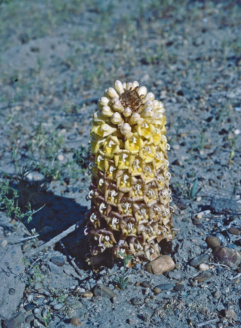 Orobanche spectabilis