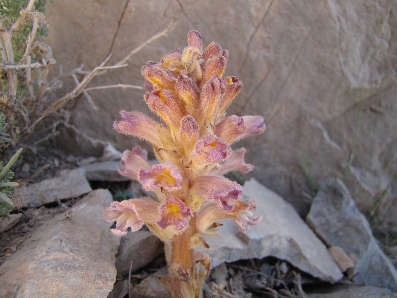 Orobanche spectabilis photo 3