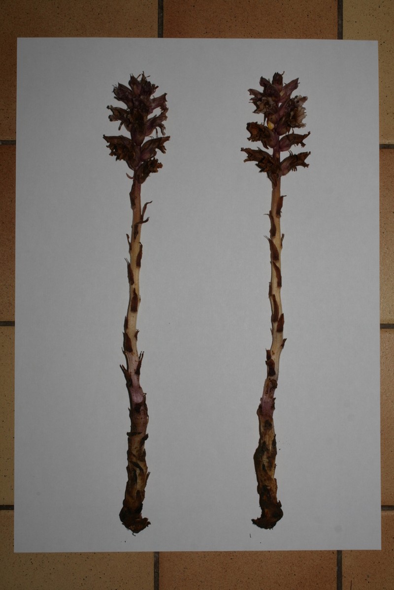Orobanche staehelinae