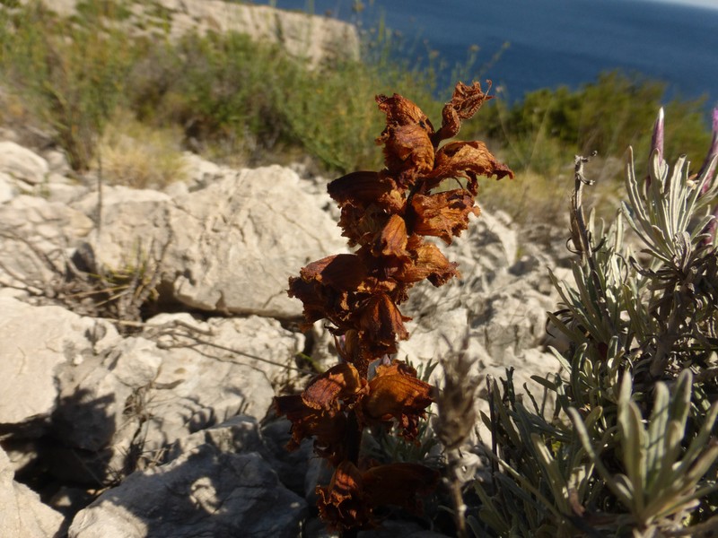 Orobanche staehelinae photo 2