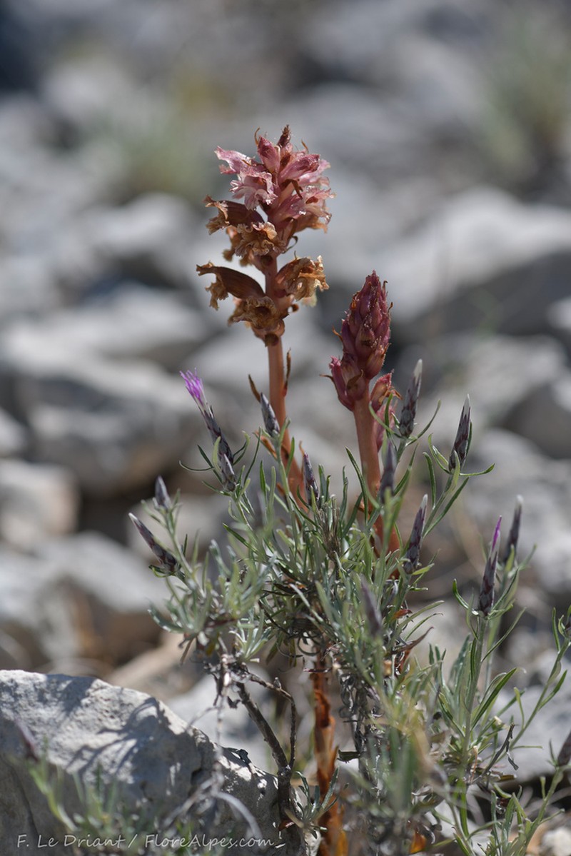 Orobanche staehelinae photo 3