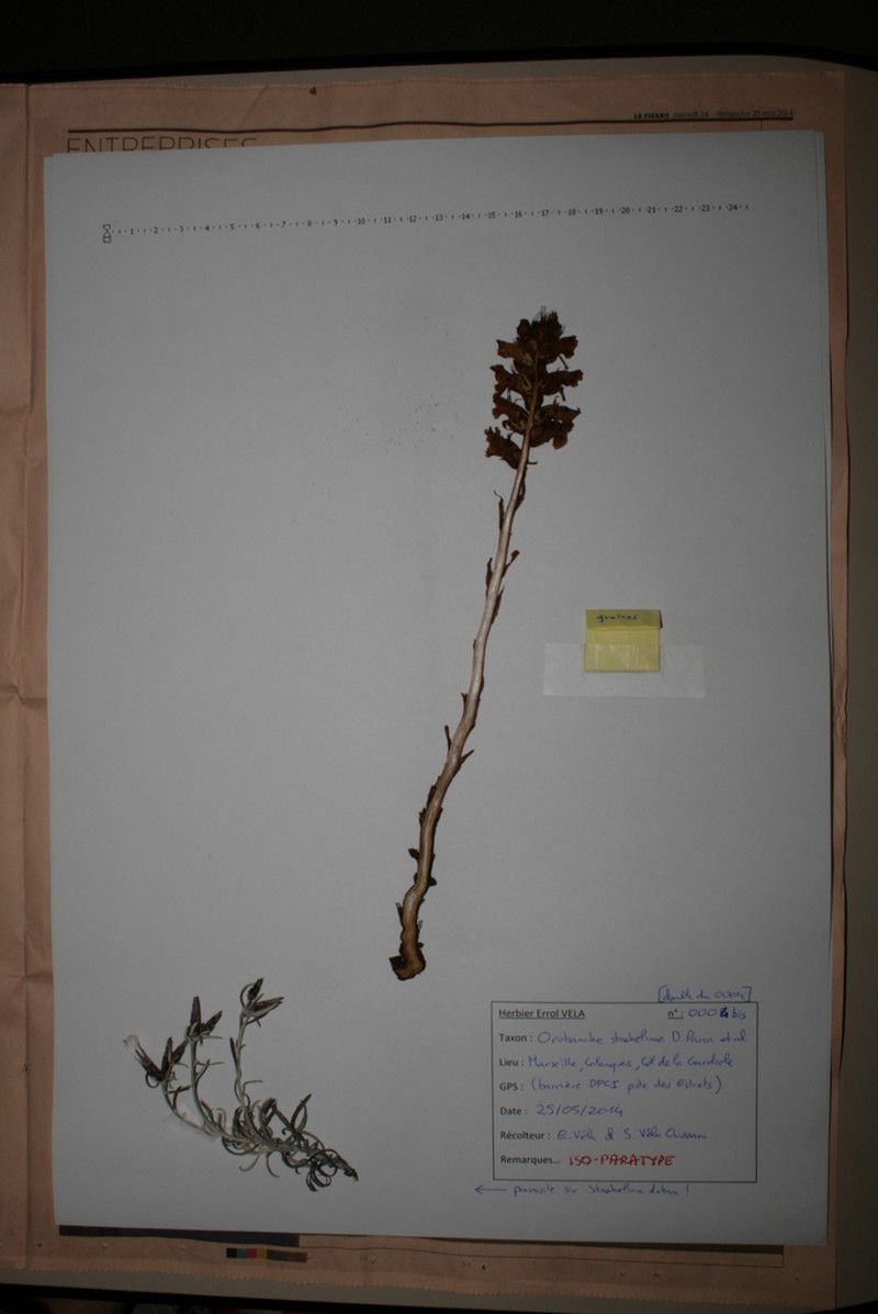 Orobanche staehelinae photo 4