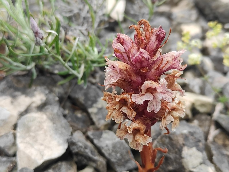 Orobanche staehelinae photo 5