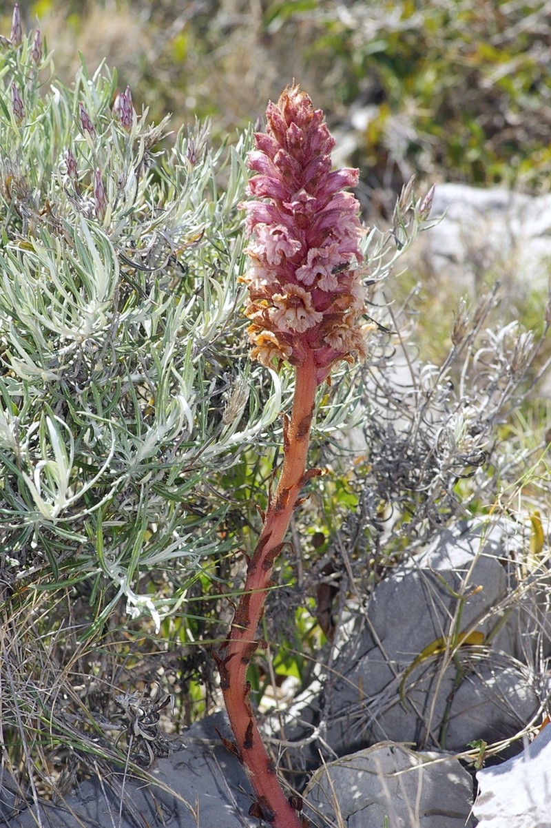 Orobanche staehelinae photo 6