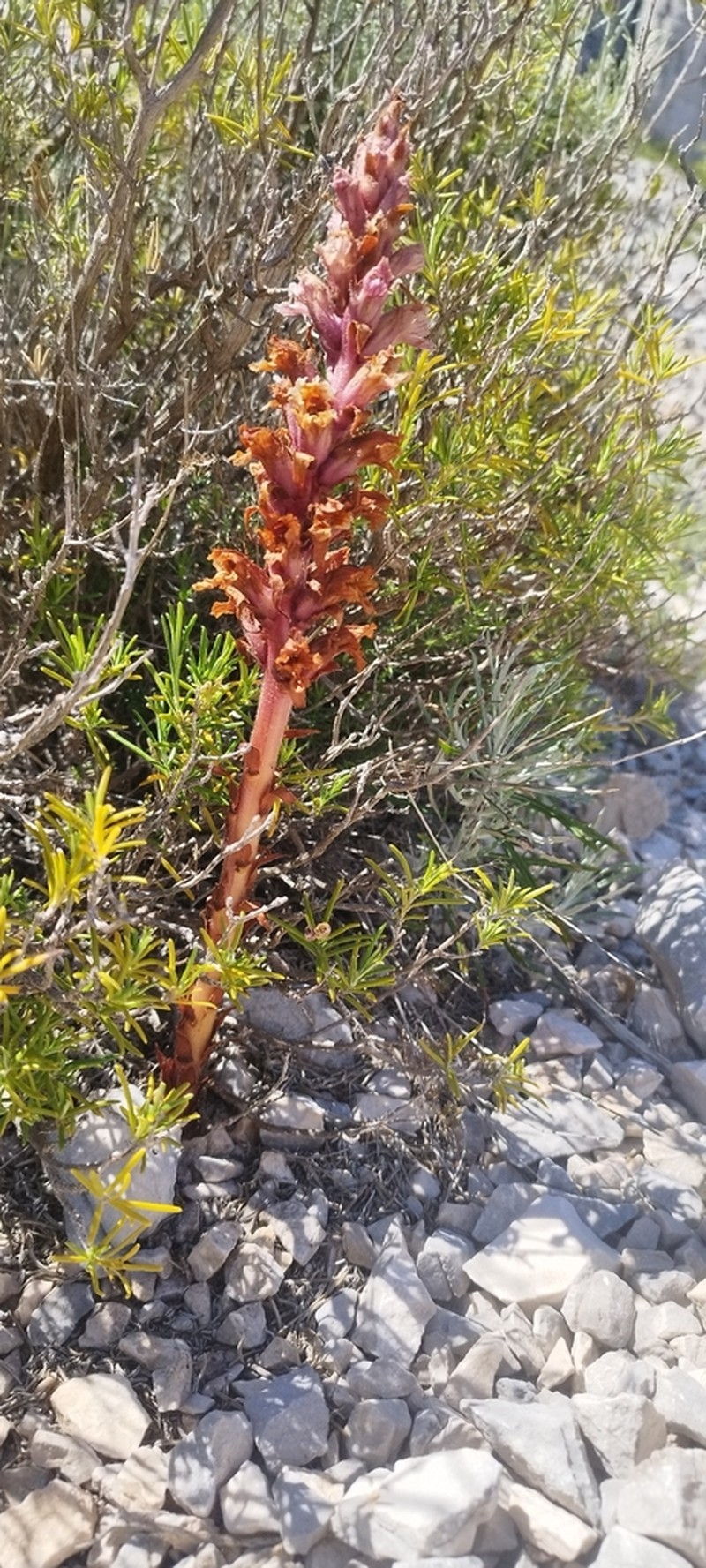 Orobanche staehelinae photo 7