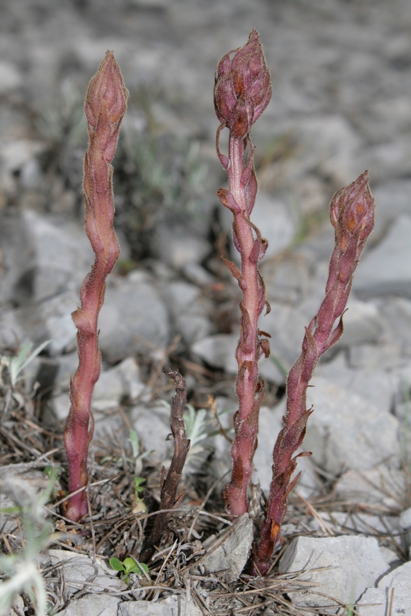 Orobanche staehelinae photo 8