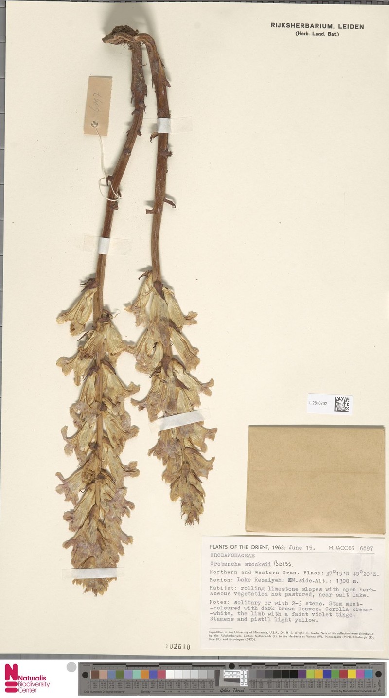 Orobanche stocksii