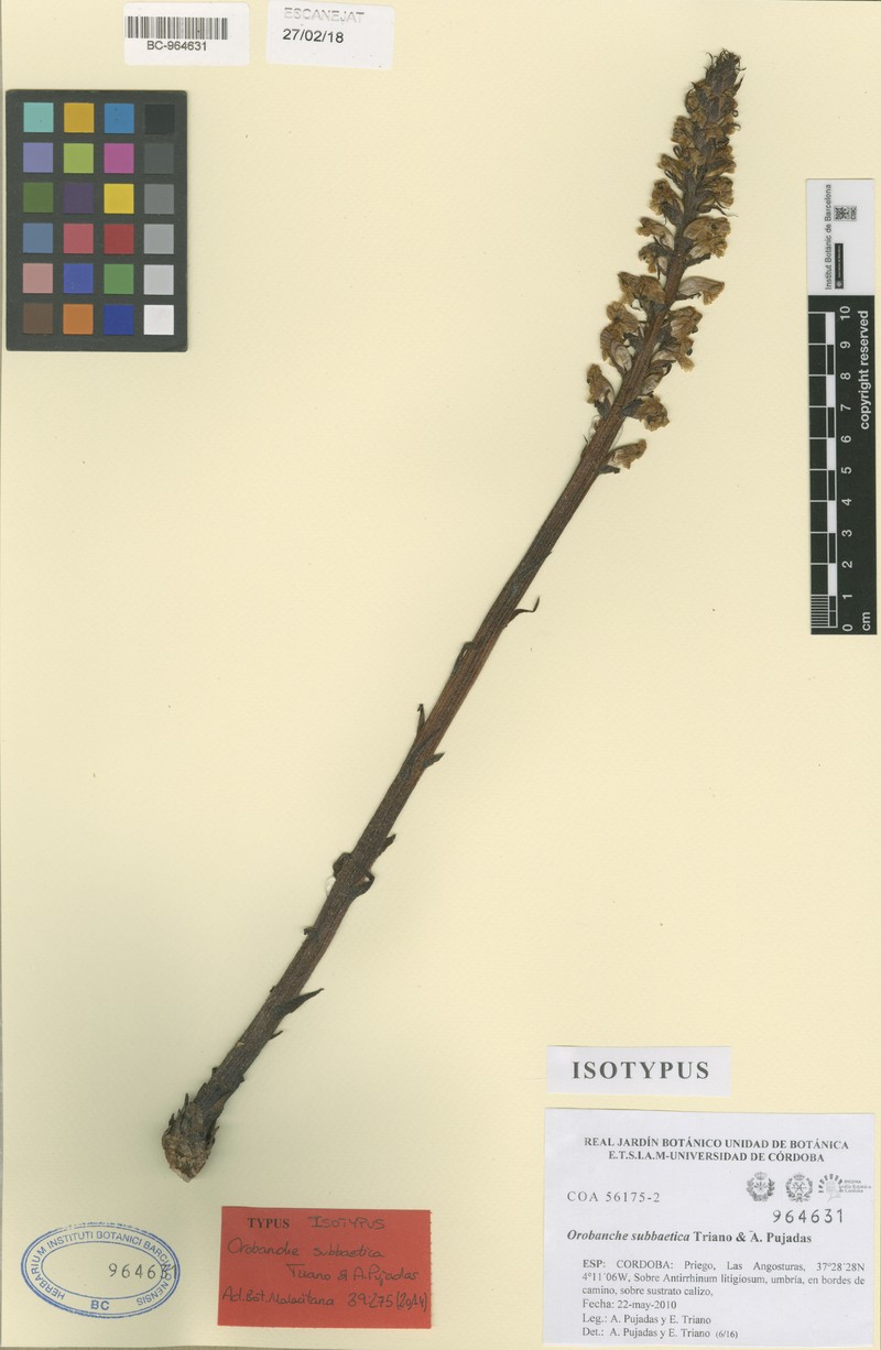 Orobanche subbaetica