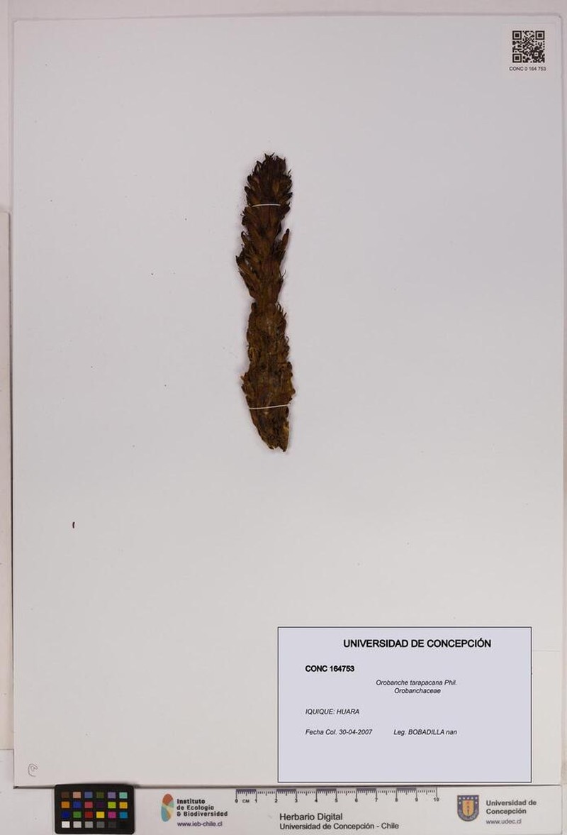Orobanche tarapacana