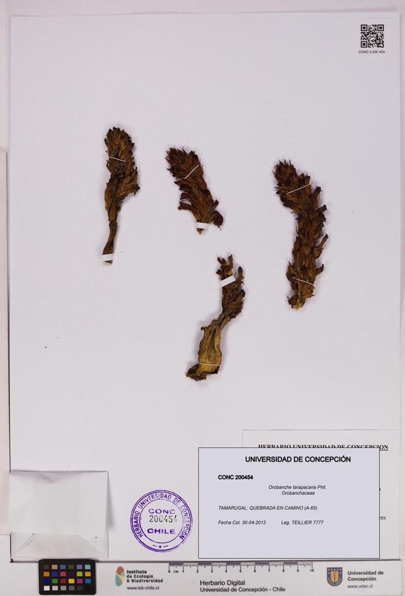 Orobanche tarapacana photo 2