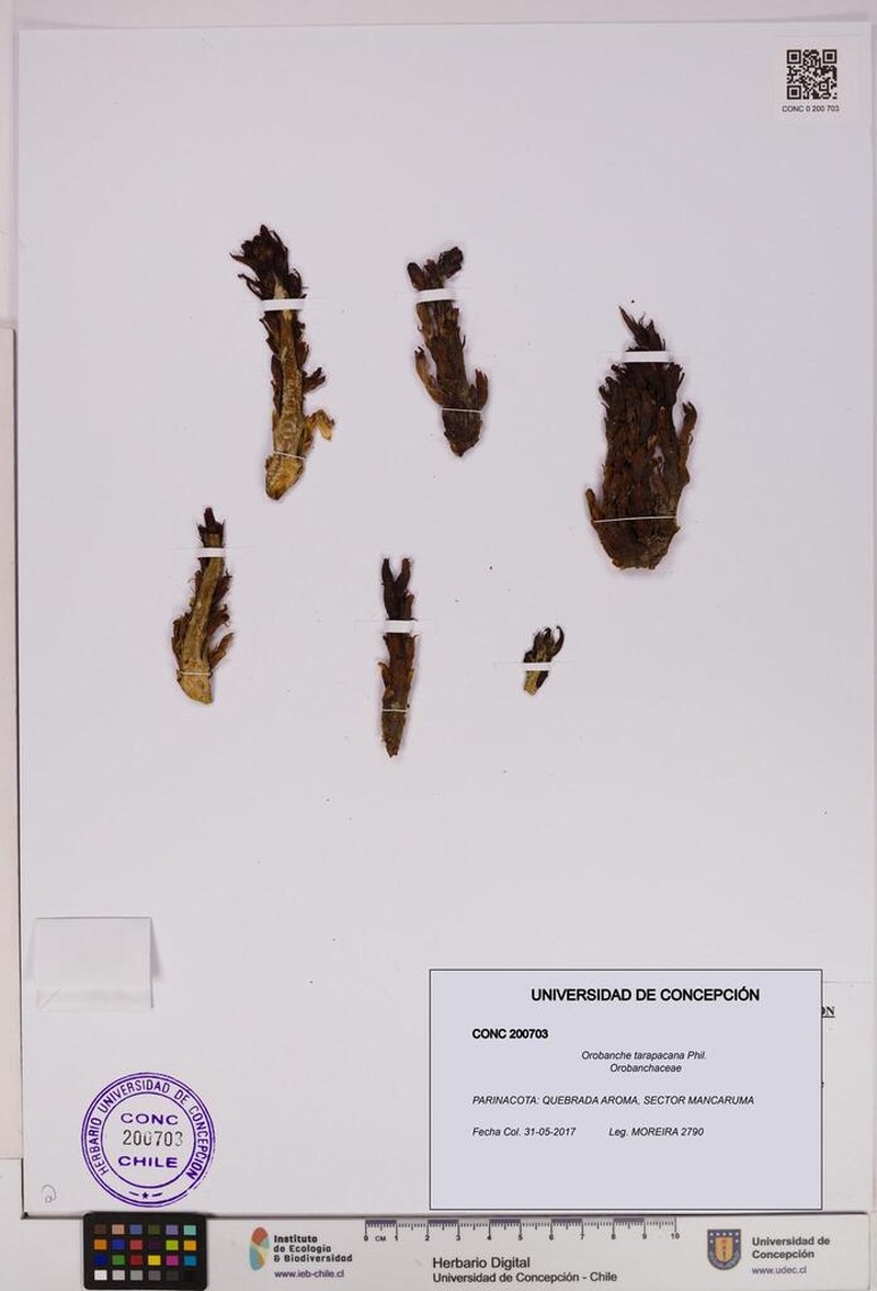 Orobanche tarapacana photo 3