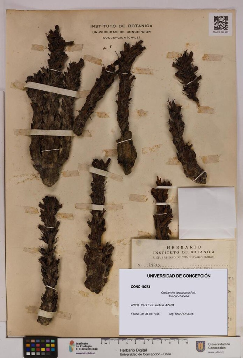 Orobanche tarapacana photo 4