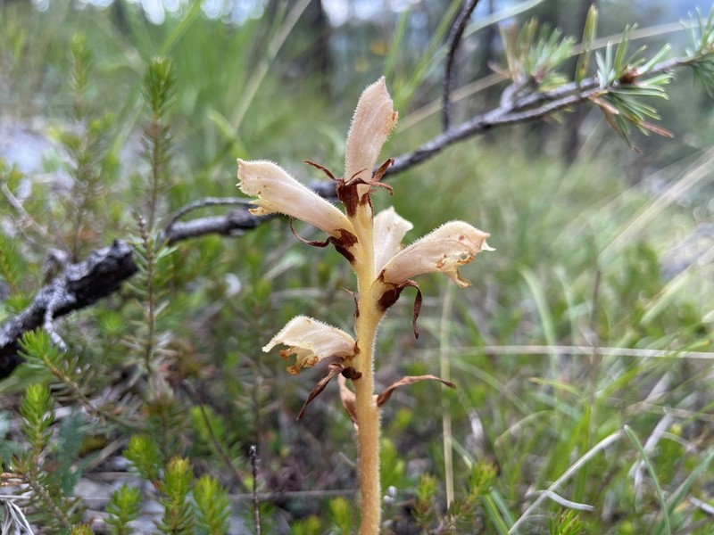 Orobanche teucrii