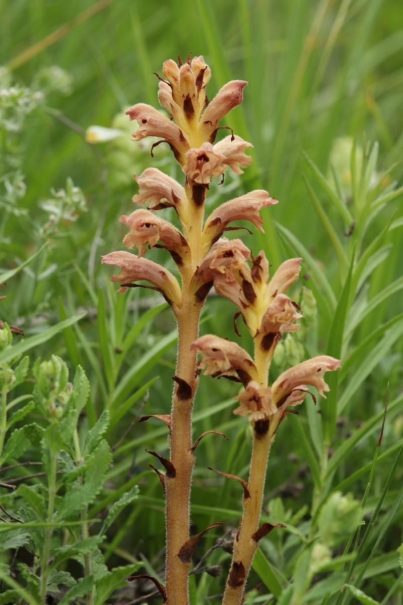 Orobanche teucrii photo 2