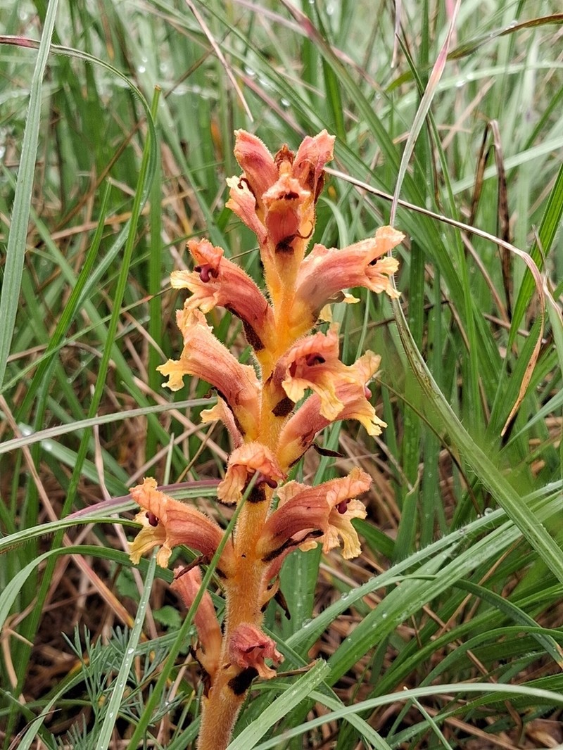 Orobanche teucrii photo 3