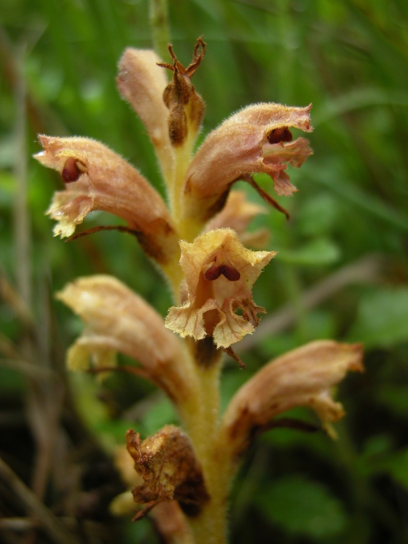 Orobanche teucrii photo 4