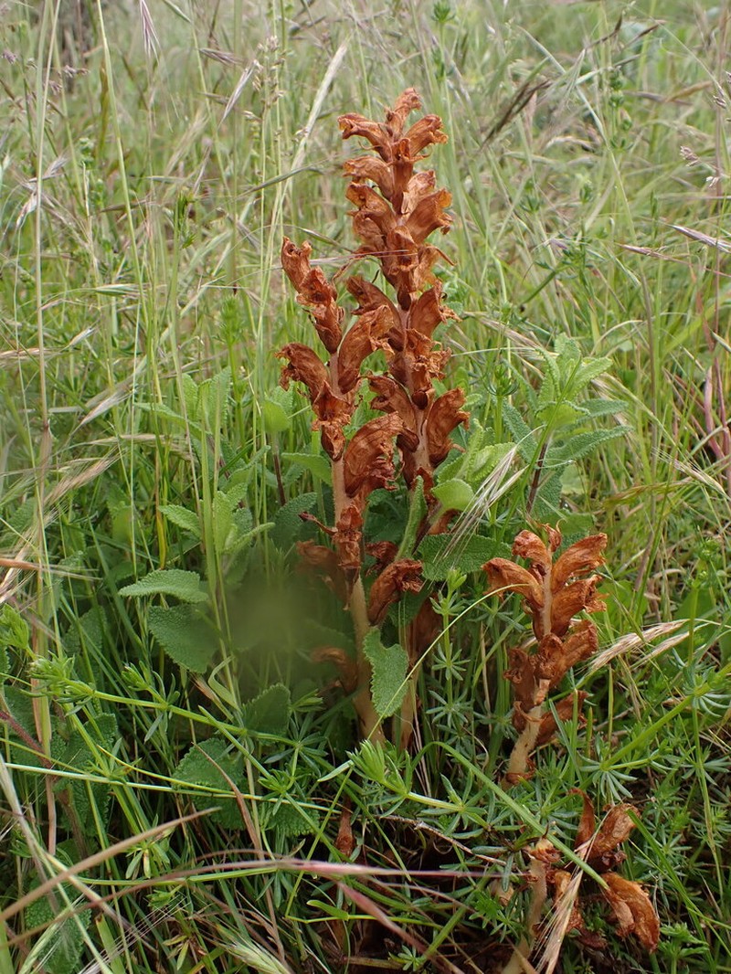Orobanche teucrii photo 5