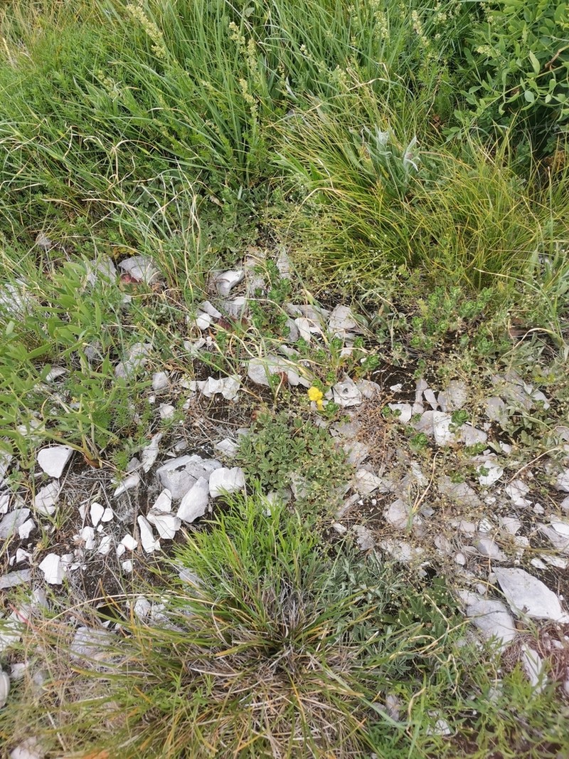 Orobanche teucrii photo 6