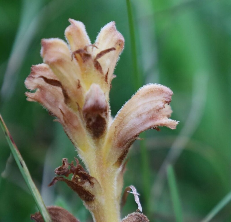 Orobanche teucrii photo 7