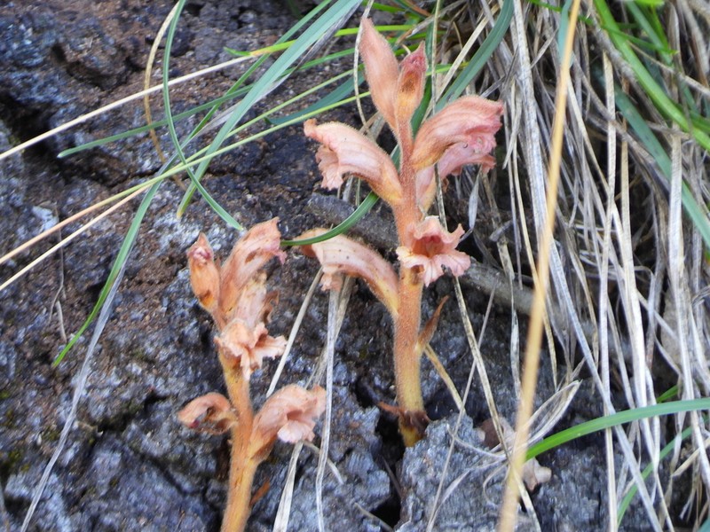 Orobanche teucrii photo 8