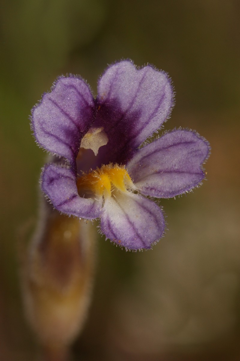 Oneflowered Broomrape photo 3