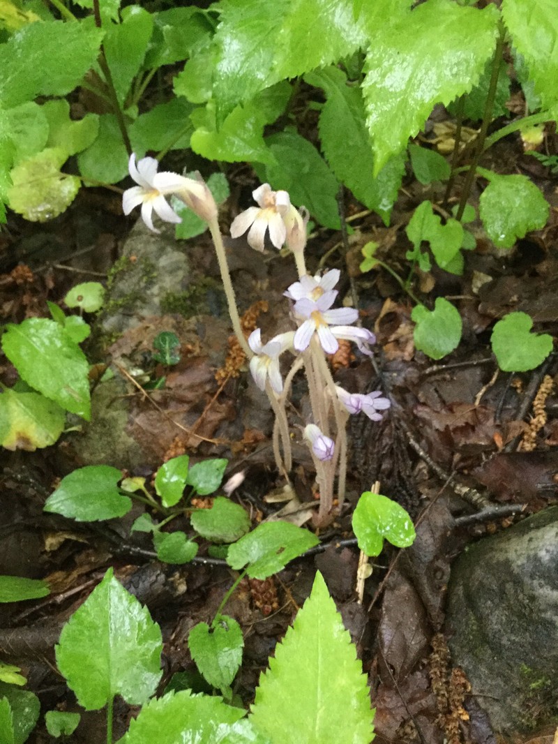 Oneflowered Broomrape photo 7