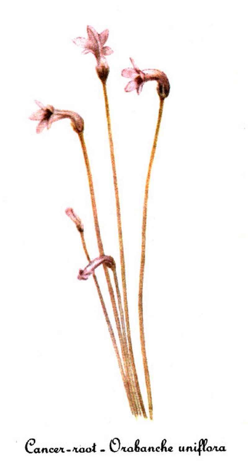 Oneflowered Broomrape photo 8