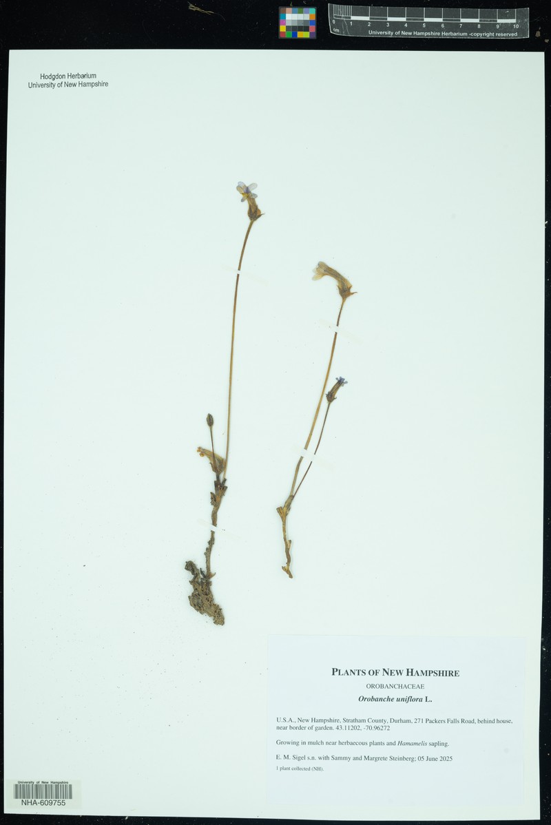 Oneflowered Broomrape photo 4