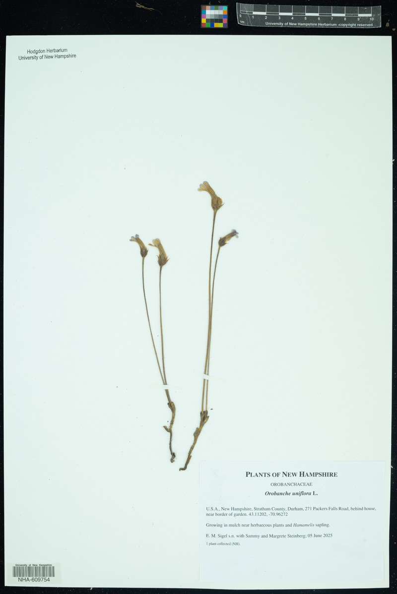 Oneflowered Broomrape photo 5